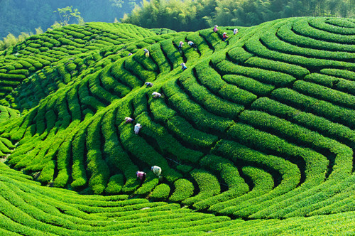 taiwan tea